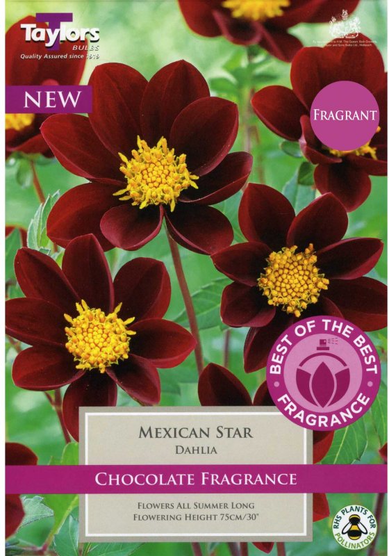 Taylors Bulbs Dahlia Mexican Star (2 tubers)