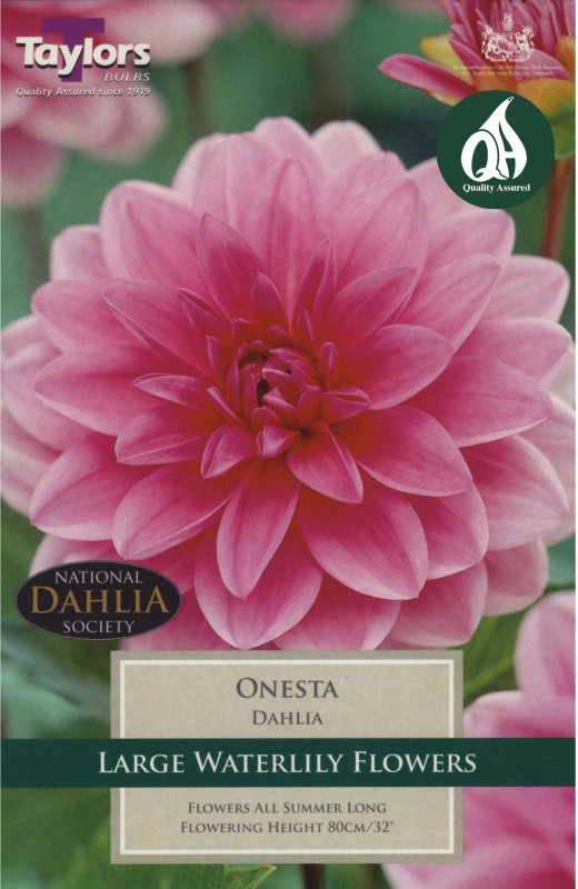 Taylors Bulbs Dahlia Onesta (1 tuber)
