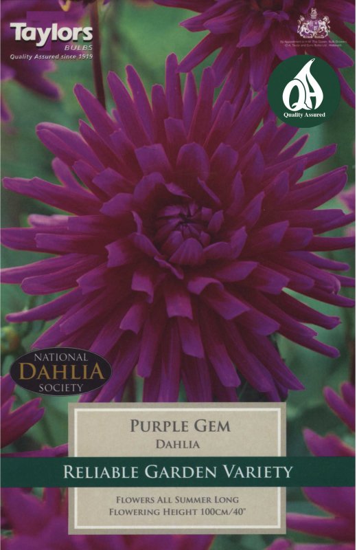 Taylors Bulbs Dahlia Purple Gem (1 tuber)