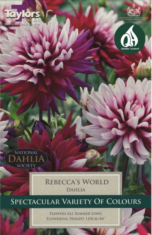 Taylors Bulbs Dahlia Rebecca's World (1 tuber)
