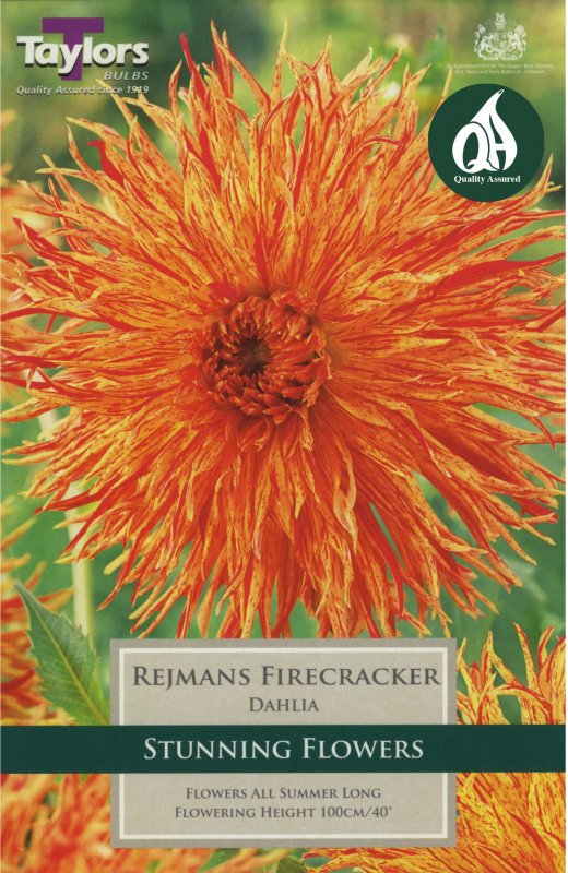 Taylors Bulbs Dahlia Rejman's Firecracker (1 tuber)