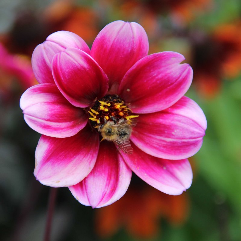 Dahlia Roxy