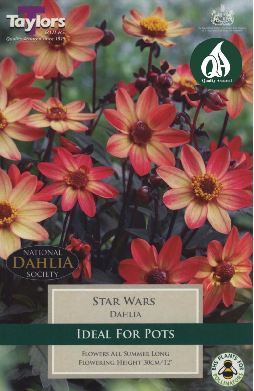 Taylors Bulbs Dahlia Star Wars (1 tuber)