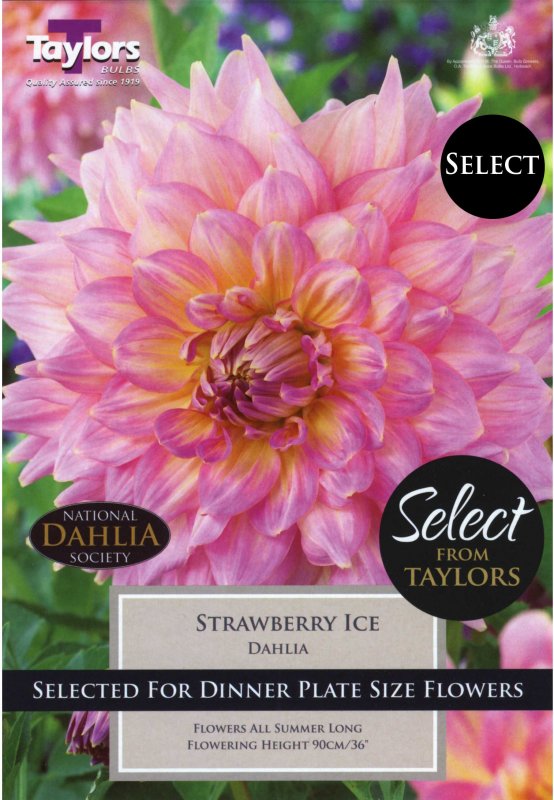 Taylors Bulbs Dahlia Strawberry Ice (2 tubers)