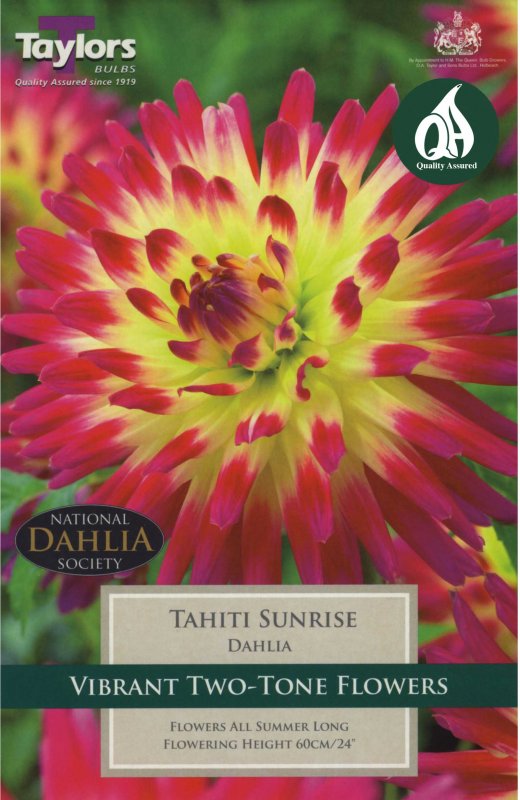 Taylors Bulbs Dahlia Tahiti Sunrise (1 tuber)
