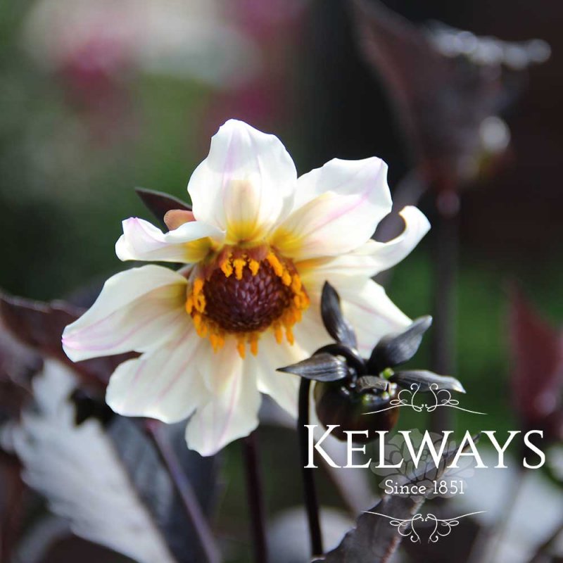 Dahlia 'Twyning's After Eight'