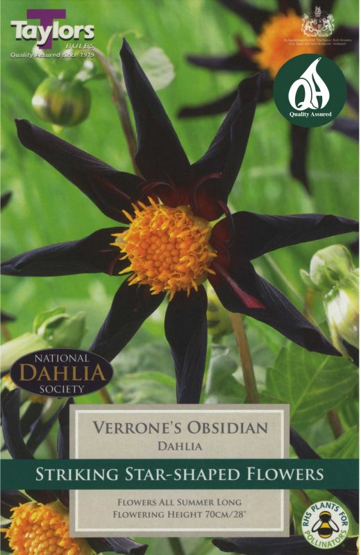 Taylors Bulbs Dahlia Veronne's Obsidian (1 tuber)