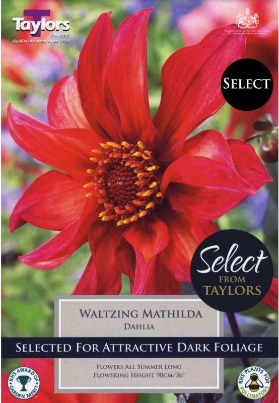 Taylors Bulbs Dahlia Waltzing Mathilda (2 tubers)