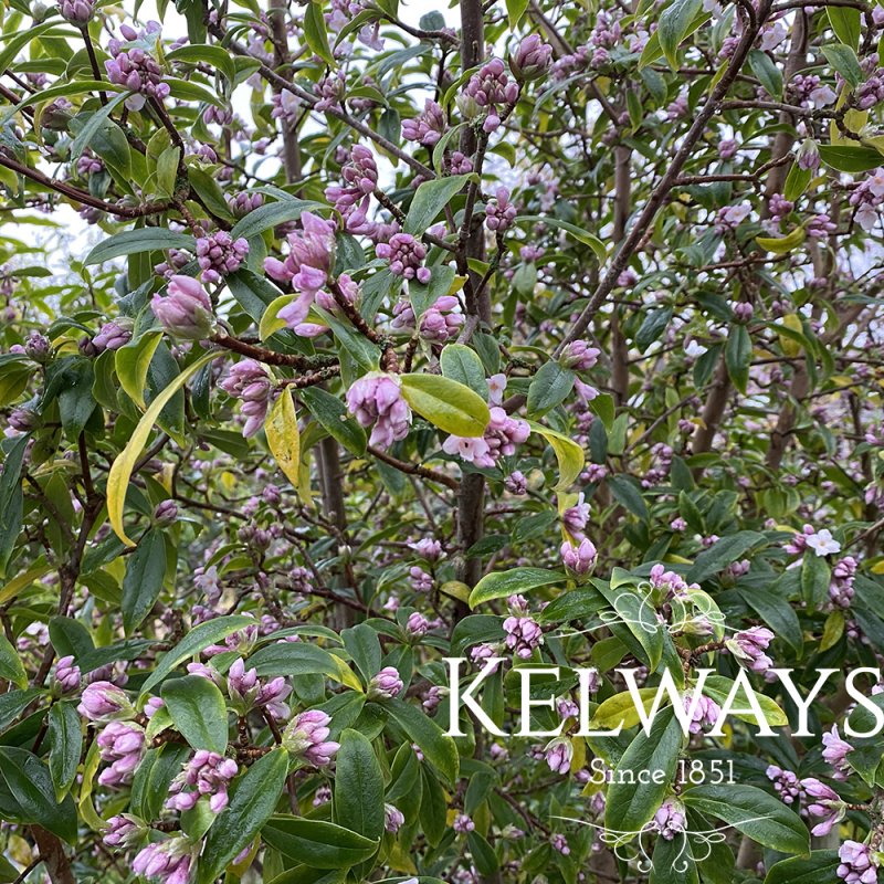 Daphne bholua 'Jacqueline Postill'