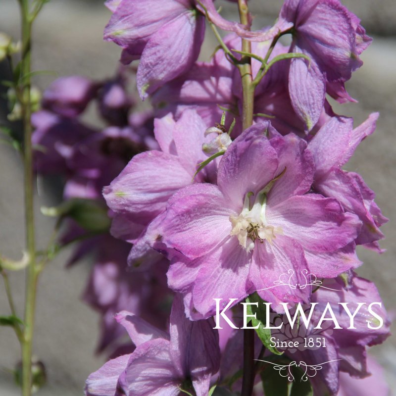 Delphinium Astolat Group