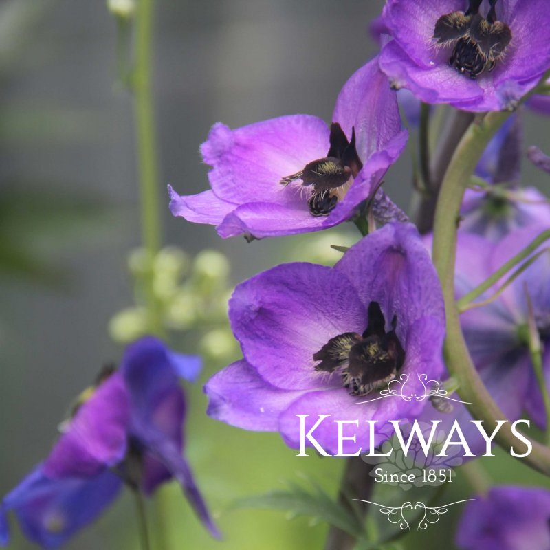 Delphinium Black Knight