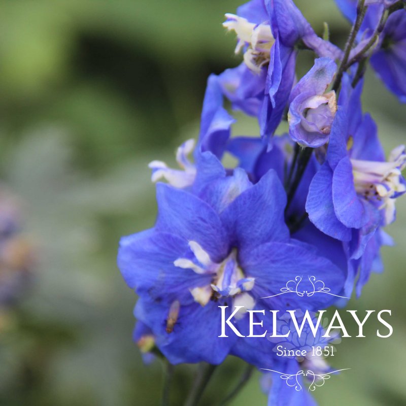 Delphinium Blue Bird Group