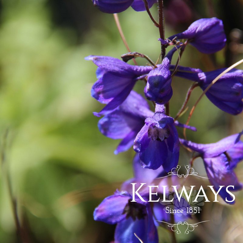 Delphinium King Arthur