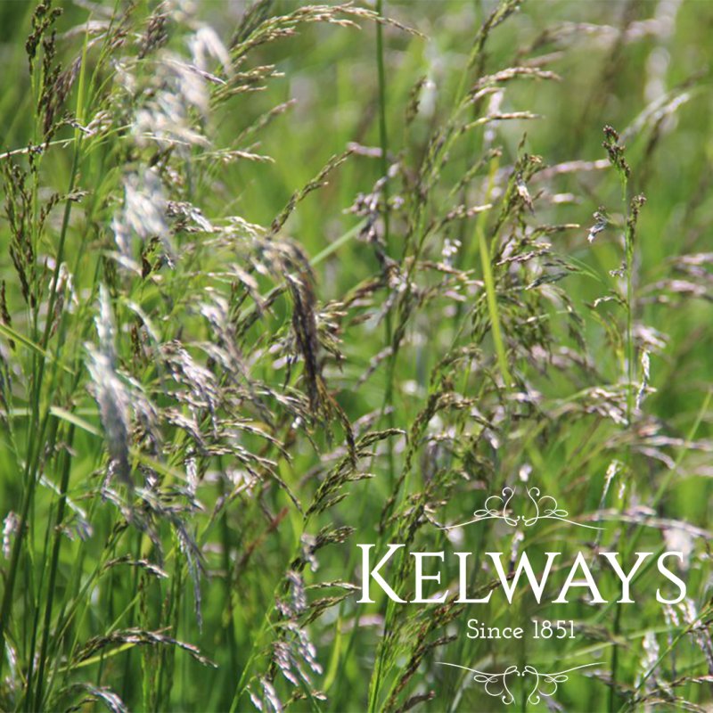 Deschampsia cespitosa