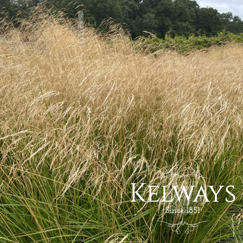 Deschampsia cespitosa 'Goldtau'