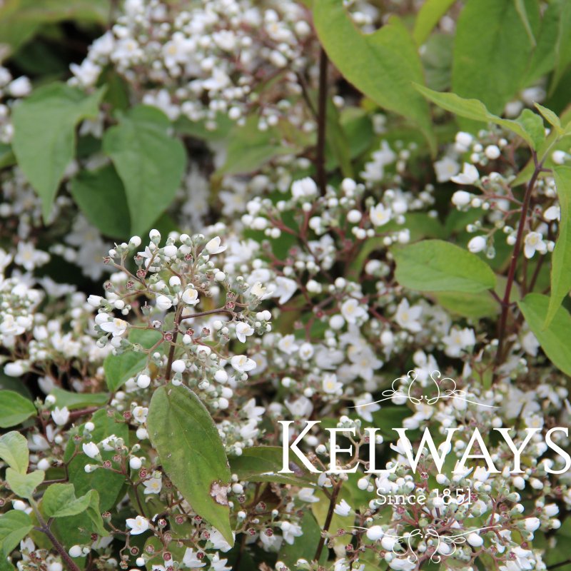 Deutzia setchuensis var. corymbiflora