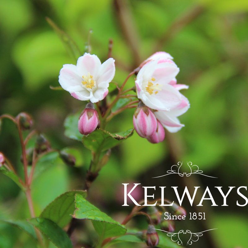 Deutzia x elegantissima 'Fasciculata'