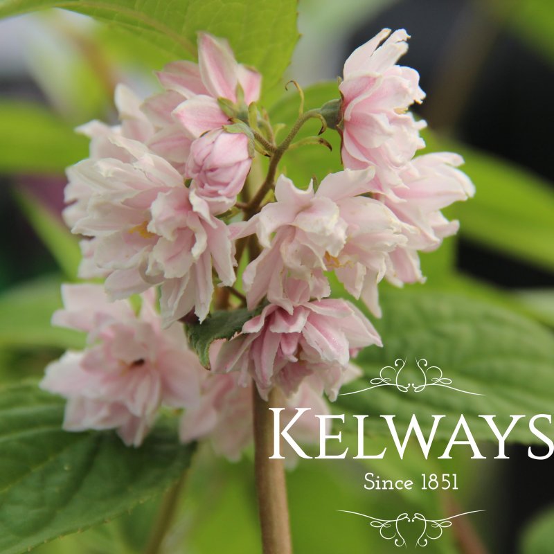 Deutzia 'Rosea Plena' (d)