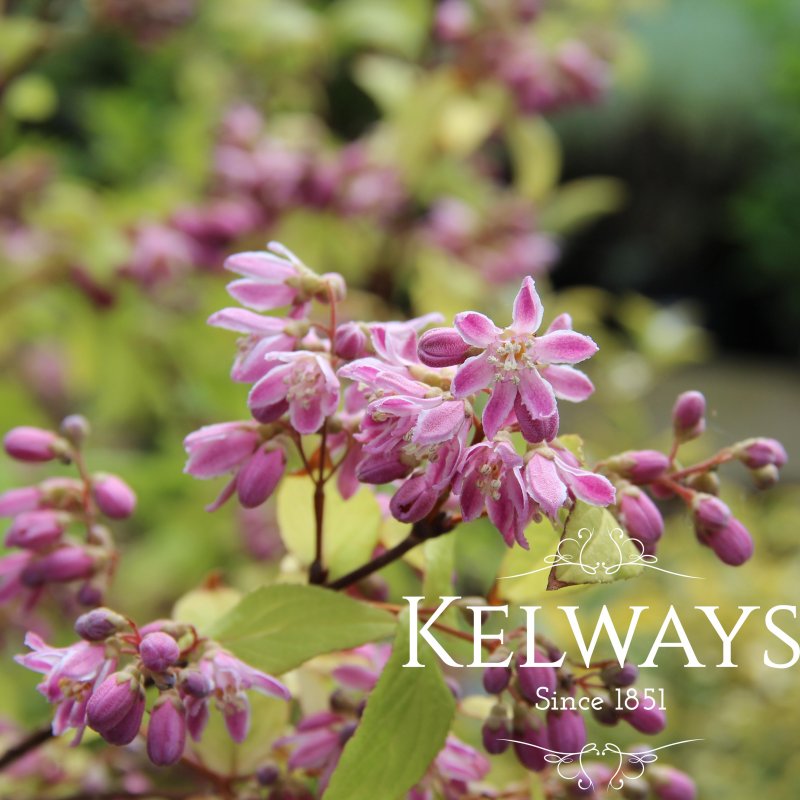Deutzia x hybrida 'Strawberry Fields'