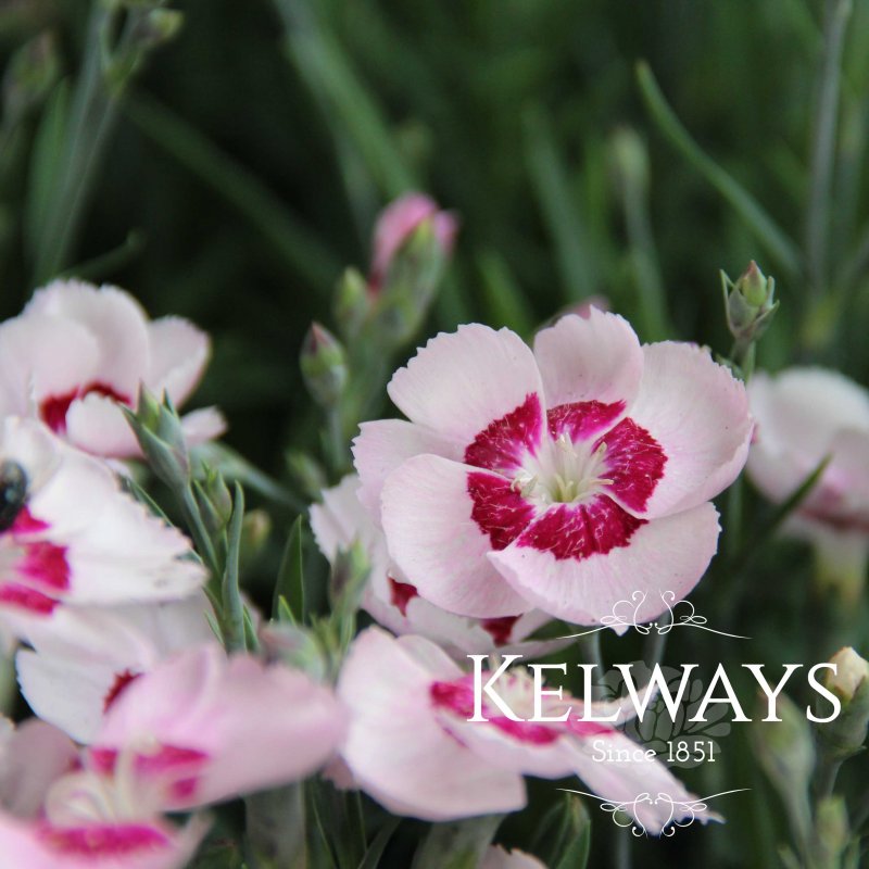 Dianthus Dixie Red White Bicolour