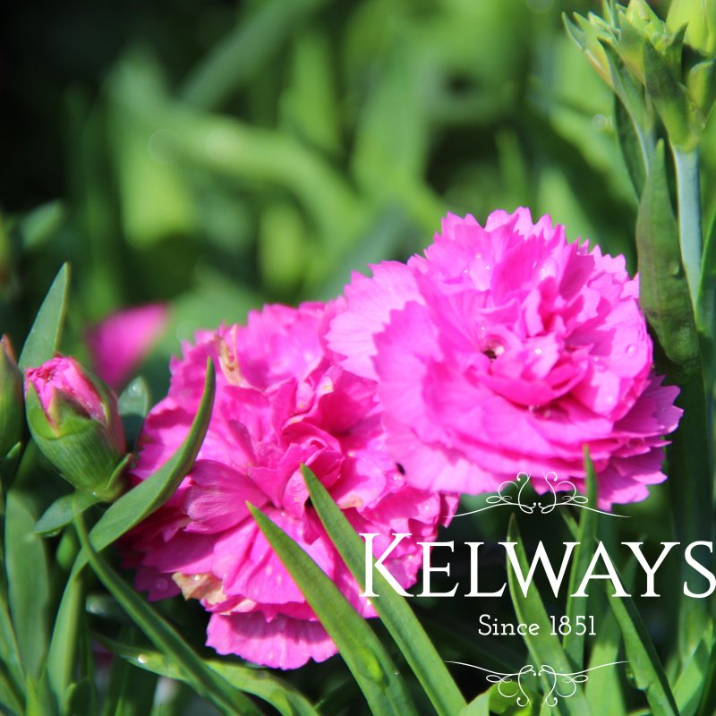 Dianthus 'Faganza' PBR (pt)