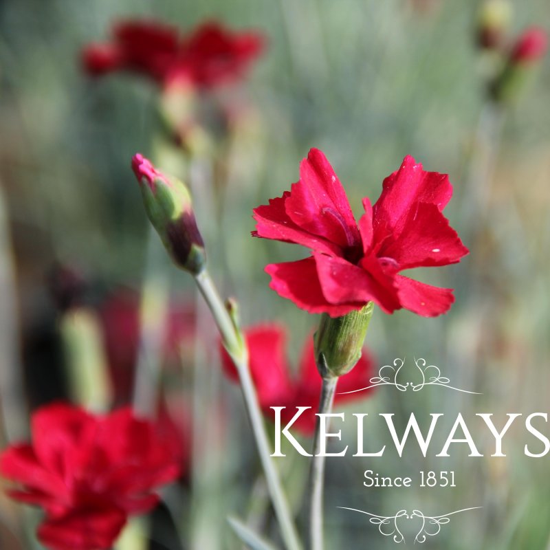 Dianthus 'Fusilier' (p)