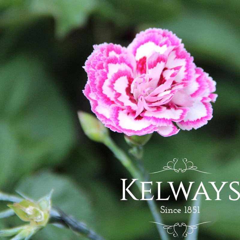 Dianthus 'Gran's Favourite' (p)