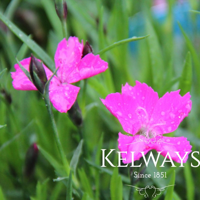 Dianthus 'Kahori' (p)