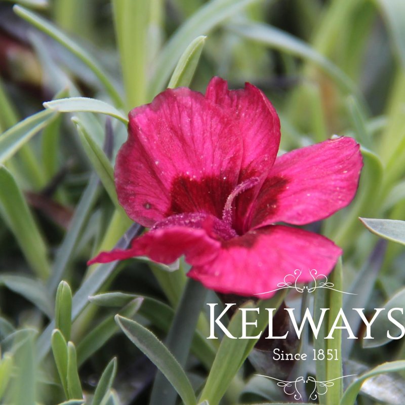 Dianthus 'Red Star' PBR (p)