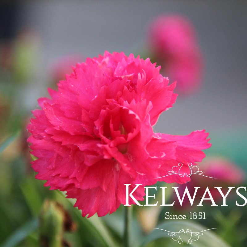 Dianthus 'Sunflor Allura Red' (Sunflor Series)