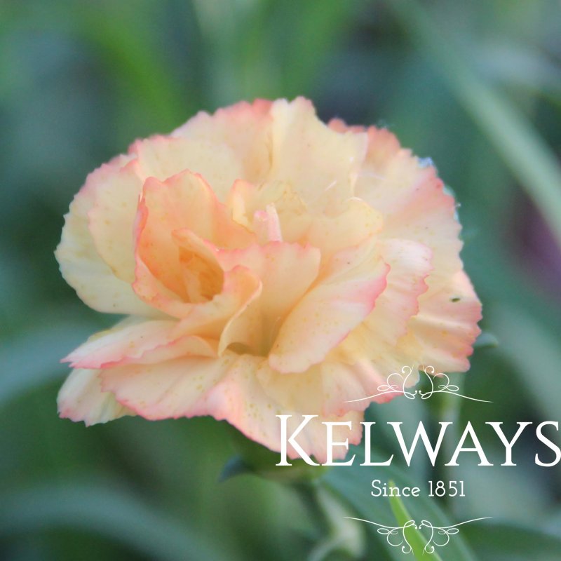 Dianthus 'Sunflor Luigi' (Sunflor Series)