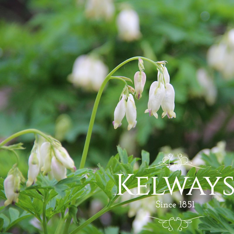 Dicentra 'Aurora'