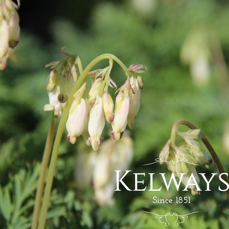 Dicentra formosa 'Langtrees'