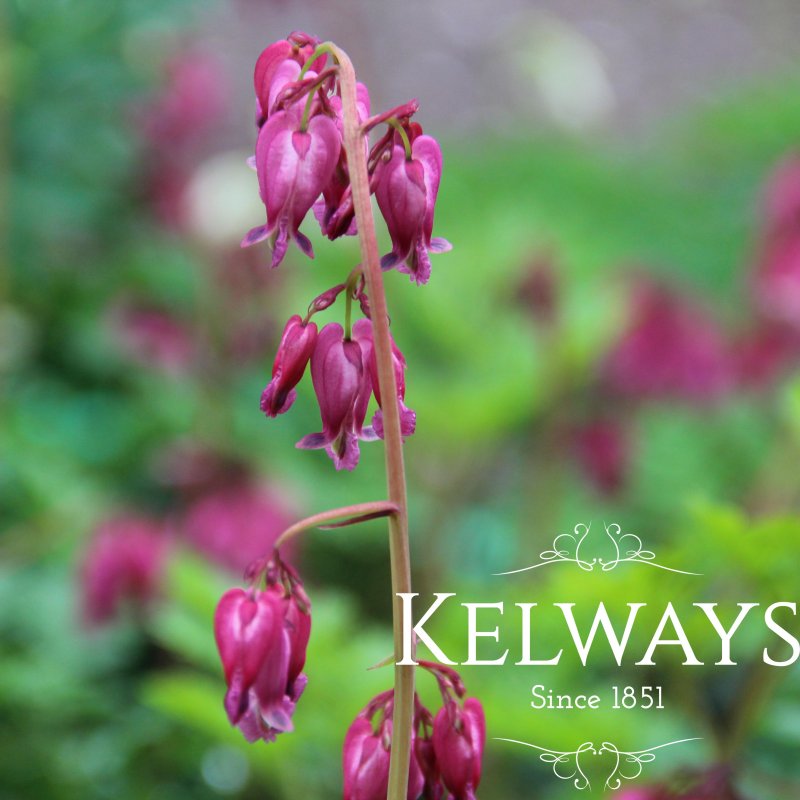 Dicentra 'Luxuriant'