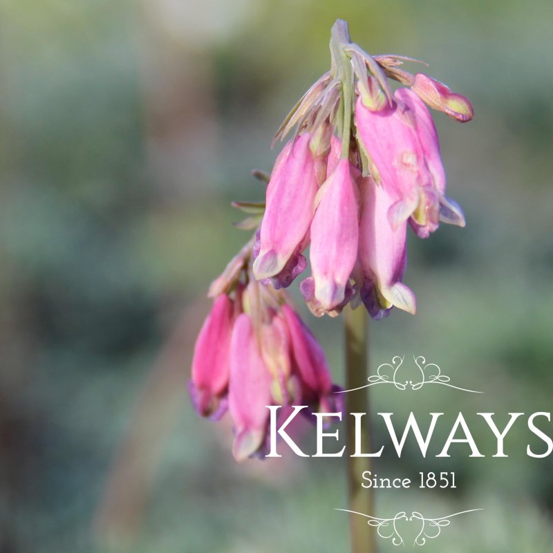 Dicentra 'Stuart Boothman'