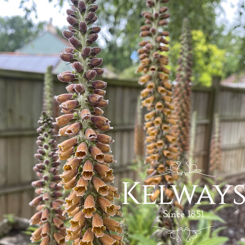 Digitalis parviflora