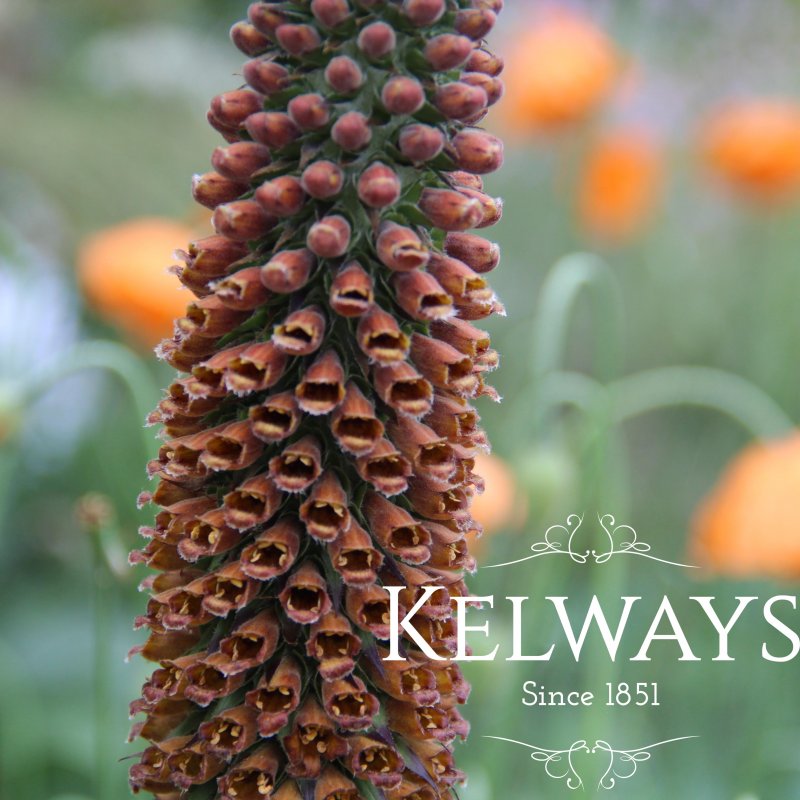 Digitalis parviflora 'Milk Chocolate'