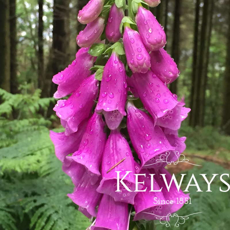 Digitalis purpurea