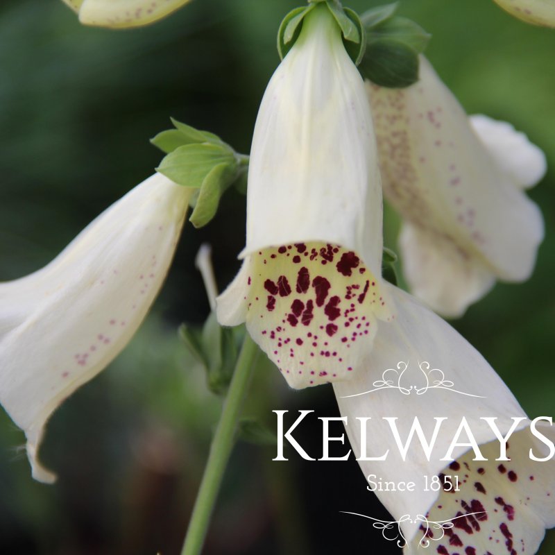 Digitalis purpurea 'Dalmatian Creme' (Dalmatian Series)