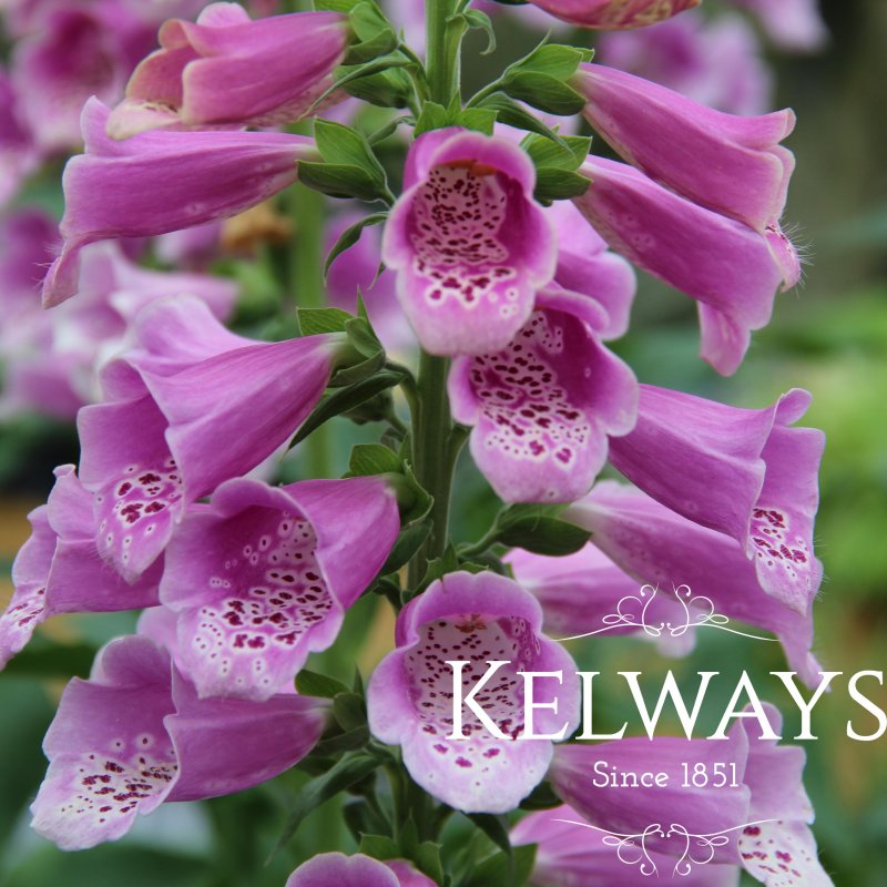 Digitalis purpurea 'Dalmatian Rose' (Dalmatian Series)