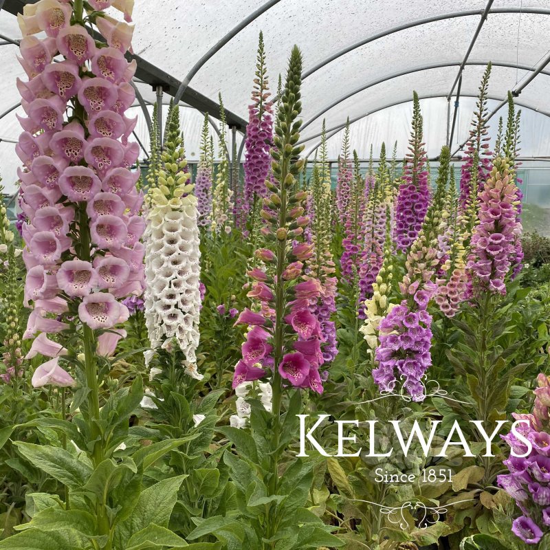 Digitalis purpurea Foxy Group