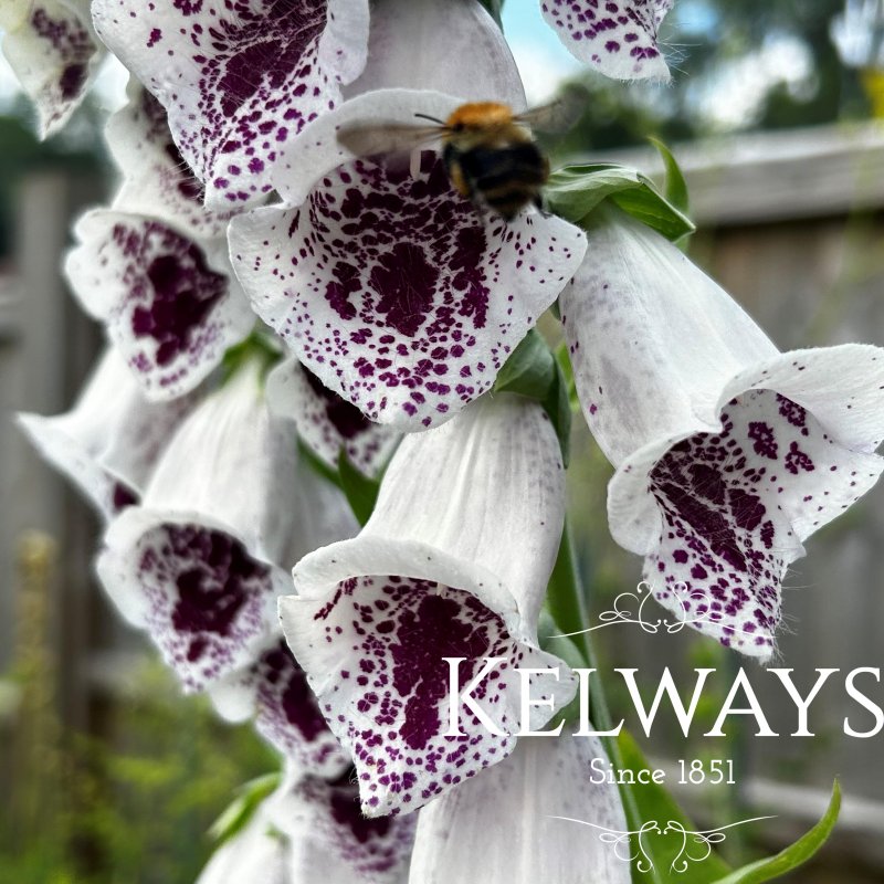Digitalis purpurea 'Pam's Choice'