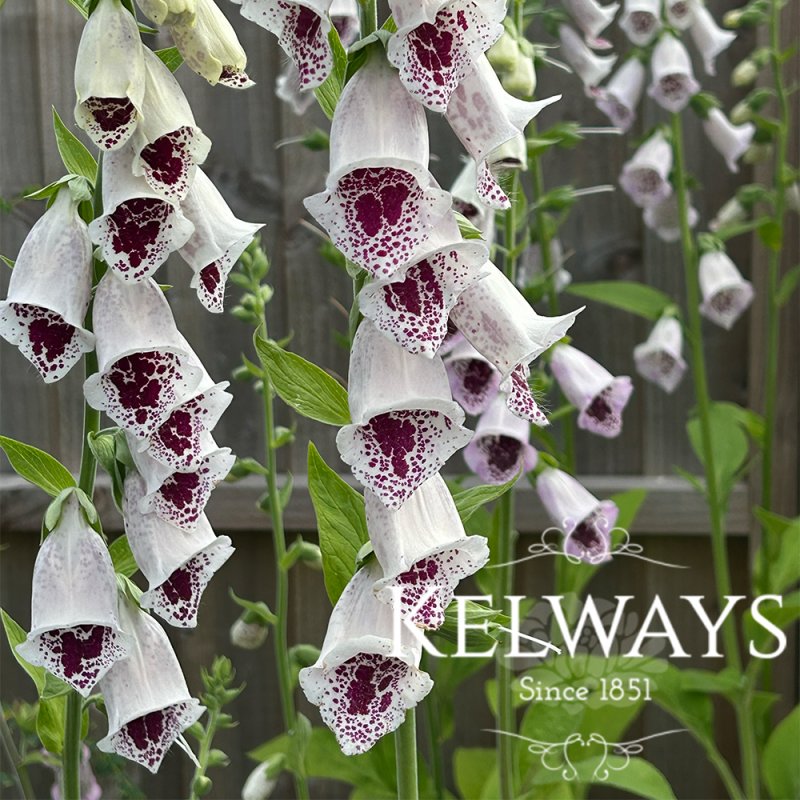 Digitalis purpurea 'Pam's Choice' (9cm pot)