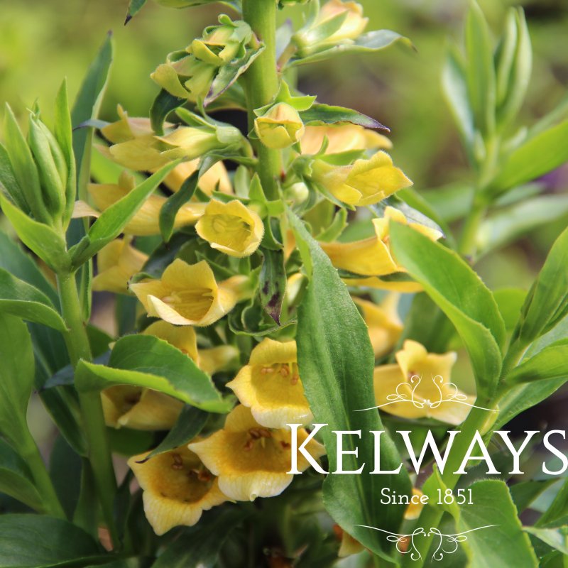 Digitalis 'Spice Island'