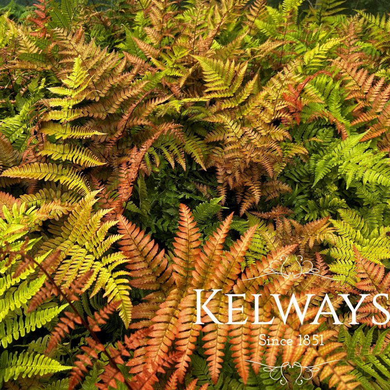 Dryopteris erythrosora