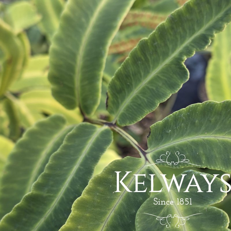 Dryopteris sieboldii