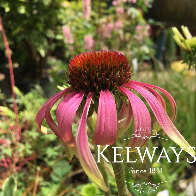 Echinacea 'Green Envy'