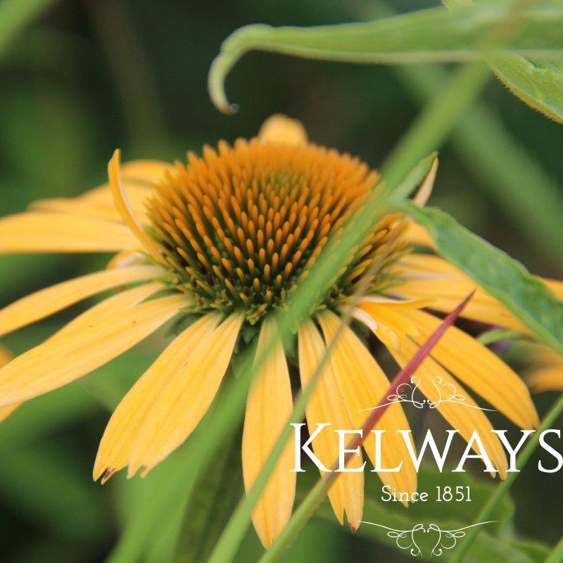 Echinacea 'Harvest Moon' PBR (Big Sky Series)