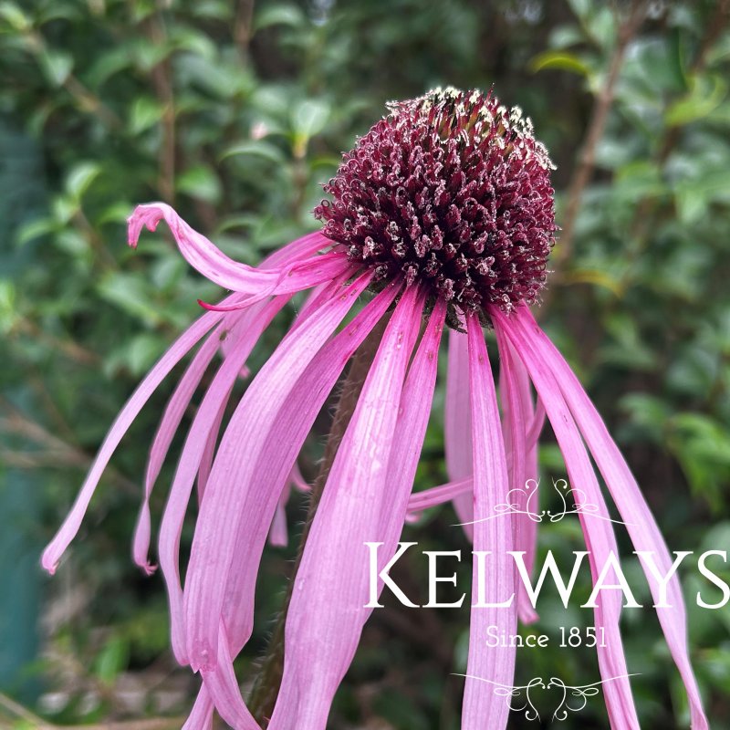 Echinacea pallida