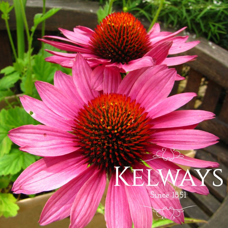 Echinacea purpurea